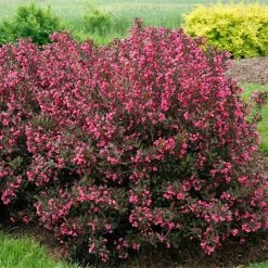 Wine & Roses® Weigela Shrub 9 Wine & Roses® Weigela Shrub -Garden Plant Store Wine and Roses Weigela 2 FGT