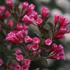 Wine & Roses® Weigela Shrub 10 Wine & Roses® Weigela Shrub -Garden Plant Store Wine and Roses Weigela 3 FGT