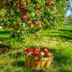 Winesap Apple Tree 8 Winesap Apple Tree -Garden Plant Store Winesap Apples 1