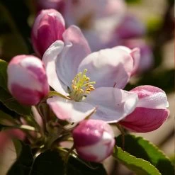 Winesap Apple Tree 9 Winesap Apple Tree -Garden Plant Store Winesap Apples 3