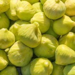 Yellow Fig Tree 10 Yellow Fig Tree -Garden Plant Store Yellow Fig 1