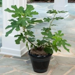 Yellow Fig Tree 9 Yellow Fig Tree -Garden Plant Store Yellow Fig 4
