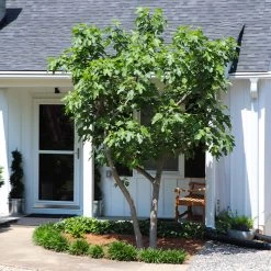 Yellow Fig Tree 11 Yellow Fig Tree -Garden Plant Store Yellow Fig 5