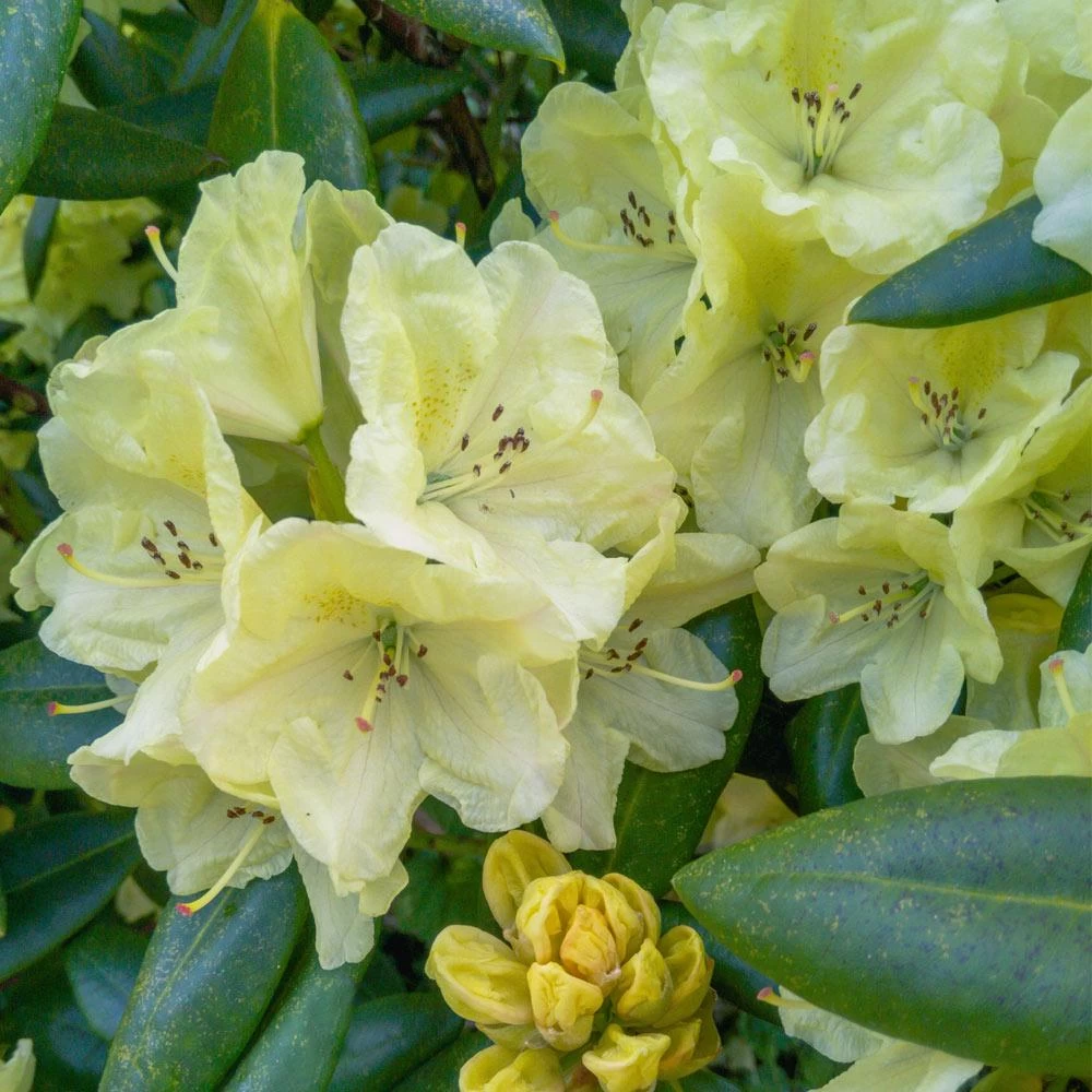 Yellow Rhododendron 5 Yellow Rhododendron - Image 3