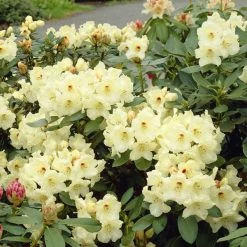 Yellow Rhododendron