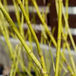 Yellow Twig Dogwood Shrub 14 Yellow Twig Dogwood Shrub -Garden Plant Store Yellow Twig Dogwood 4 FGT