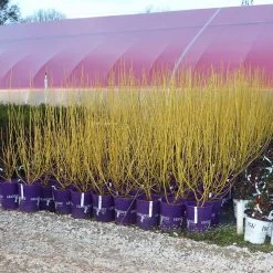 Yellow Twig Dogwood Shrub 17 Yellow Twig Dogwood Shrub -Garden Plant Store Yellow Twig Dogwood 8