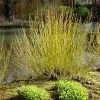 Yellow Twig Dogwood Shrub -Garden Plant Store Yellow Twig Dogwood FGT 600x600 3b356f68 5193 4190 99ba deced1892076