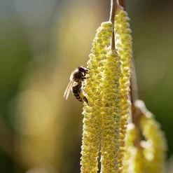 York Filbert Hazelnut -Garden Plant Store York Hazelnut 2