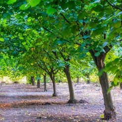 York Filbert Hazelnut -Garden Plant Store York Hazelnut 4