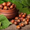 York Filbert Hazelnut -Garden Plant Store York Hazelnut FGT 600x600 b9e1279c ad94 49ba 8459 c4fb071e1a5d