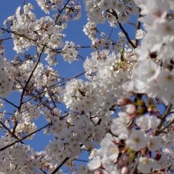 Yoshino Cherry Tree -Garden Plant Store Yoshino Cherry 4 FGT