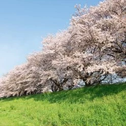 Yoshino Cherry Tree -Garden Plant Store Yoshino Cherry 7 FGT