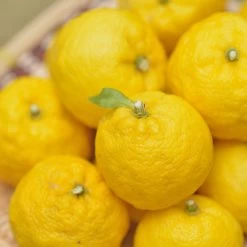 Yuzu Tree -Garden Plant Store Yuzu Citrus 1 FGT