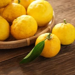Yuzu Tree -Garden Plant Store Yuzu Citrus 3 FGT