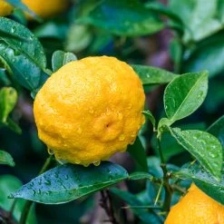 Yuzu Tree -Garden Plant Store Yuzu Citrus 6