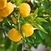 Yuzu Tree -Garden Plant Store Yuzu Citrus FGT 600x600 f4fe55aa 8325 4d58 8b4b 8490fdfe6633