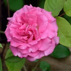 Zephirine Drouhin Climbing Rose 7 Zephirine Drouhin Climbing Rose -Garden Plant Store Zephirine Drouhin Rose 1 FGT