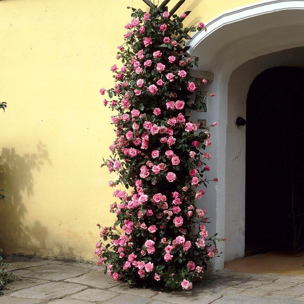 Zephirine Drouhin Climbing Rose 3 Zephirine Drouhin Climbing Rose