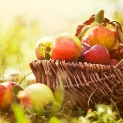 Zestar Apple Tree -Garden Plant Store Zestar Apple 2