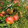 Zestar Apple Tree -Garden Plant Store Zestar Apple FGT 600x600 33124e32 4de1 4553 9173 3ff4b1b2002f