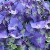 Let's Dance® Blue Jangles Hydrangea Shrub -Garden Plant Store hydrangea lets dance blue jangles FGT 600x600 25bcb94d 9c22 4f28 98ac dd802bf22f52