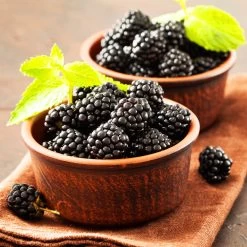 Kiowa Blackberry Bush 9 Kiowa Blackberry Bush -Garden Plant Store kiowa blackberry 3