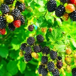 Kiowa Blackberry Bush 8 Kiowa Blackberry Bush -Garden Plant Store kiowa blackberry 4
