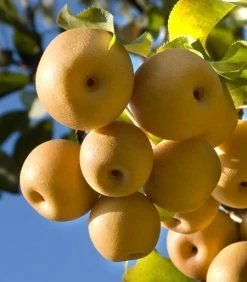 Olympic Giant Asian Pear Tree 8 Olympic Giant Asian Pear Tree -Garden Plant Store olympic pear 450