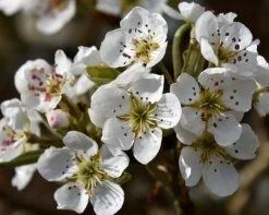 Olympic Giant Asian Pear Tree 9 Olympic Giant Asian Pear Tree -Garden Plant Store olympic pear 450 1