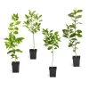 Citrus Tree Variety Kit -Garden Plant Store pkg 1 Mey Persian Lime Calomon Navel 1 2 1QT 600x600 508a9d8f 9614 4768 bd25 466123650312