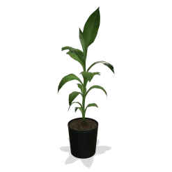 Cold Hardy Banana Tree 11 Cold Hardy Banana Tree -Garden Plant Store products 0759c65d 800b 498b b0a2 d9fb8d8c790e