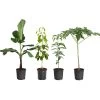 Smoothie Kit 2 Smoothie Kit -Garden Plant Store smoothie kit 600x600 82e2bc14 252b 4b01 ba89 0540d7ba073b