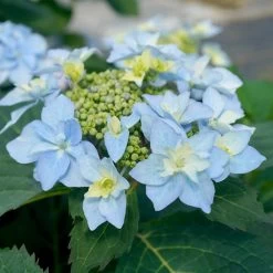 Tuff Stuff Ah-Ha® Hydrangea Shrub -Garden Plant Store tuff stuff ah ha hydrangea 3
