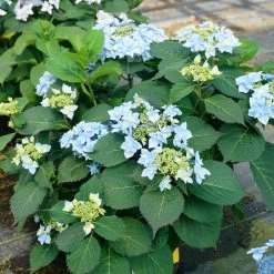 Tuff Stuff Ah-Ha® Hydrangea Shrub -Garden Plant Store tuff stuff ah ha hydrangea 4