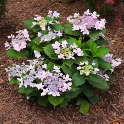Tuff Stuff Ah-Ha® Hydrangea Shrub -Garden Plant Store tuff stuff ah ha hydrangea 7 FGT