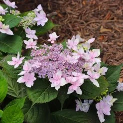 Tuff Stuff Ah-Ha® Hydrangea Shrub -Garden Plant Store tuff stuff ah ha hydrangea 8