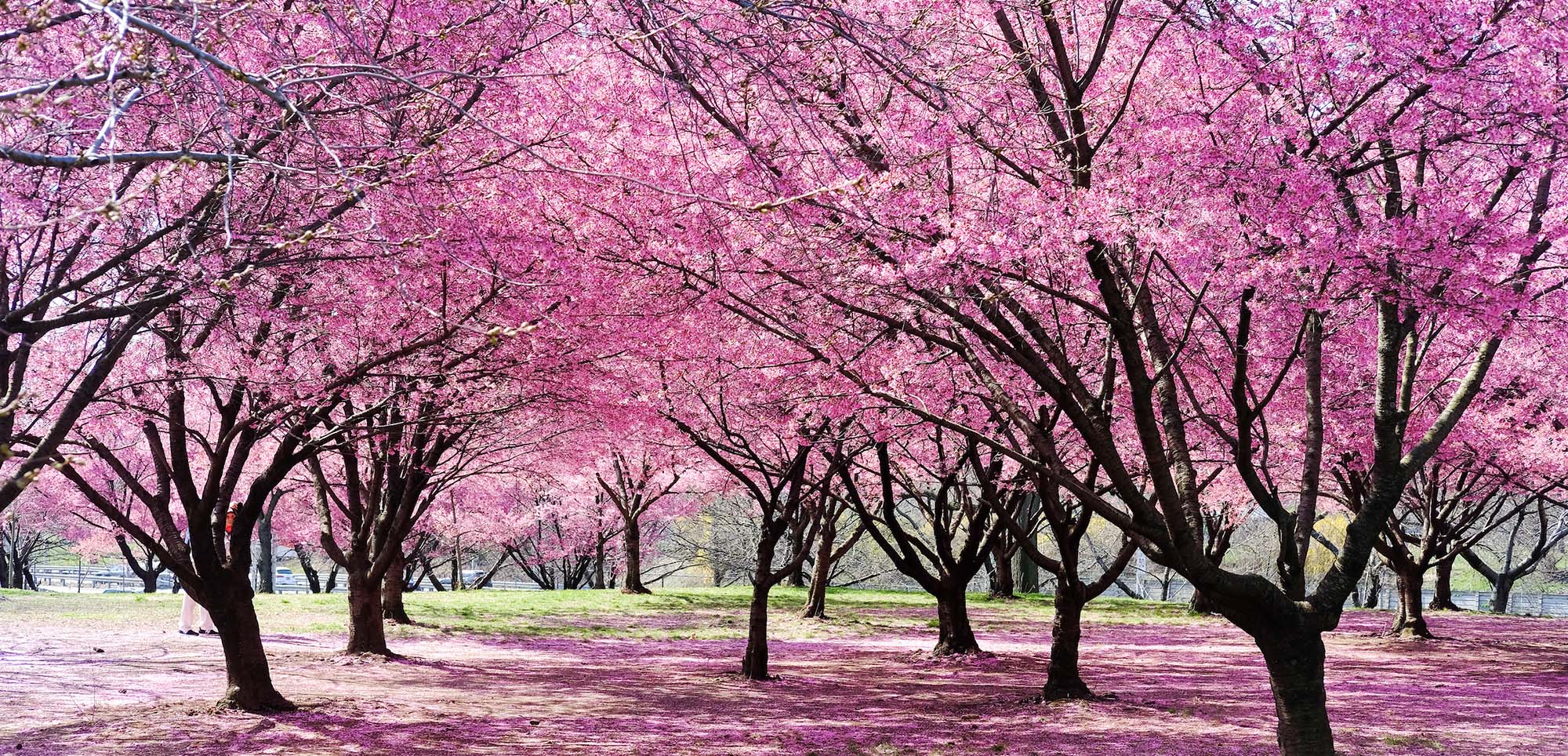 Garden Plant Store -Garden Plant Store 1