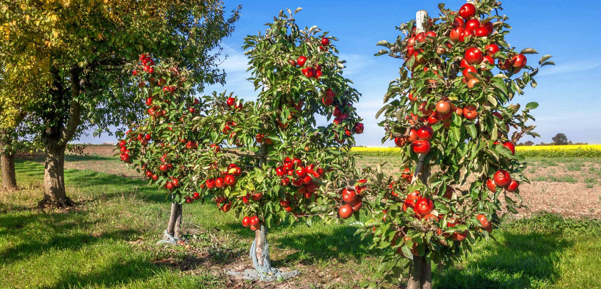 Garden Plant Store -Garden Plant Store 2